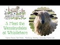 3. Meet the Wensleydales at Whistlebare