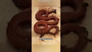 なぜ骨はこんなにきれいなままなのか？ 🦴🤯💀