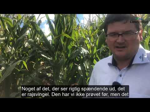 Video: Hvorfor Majs - Dronning Af Markerne