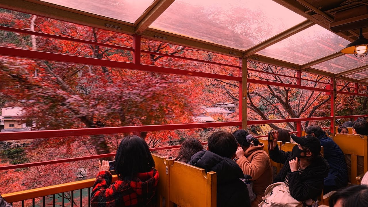 【4K】【そうだ京都へ行こう 2020秋 嵯峨野トロッコ列車 嵯峨野から亀山夕方】