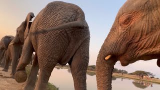 Adine Searches For the Elephants 🐘 and Joins Them on a Sunset Walk Home