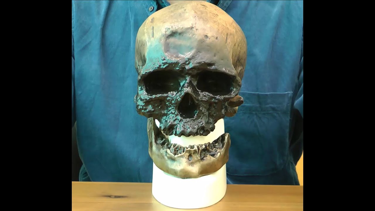 クロマニヨン人の特徴を再現した頭蓋骨模型│VP752/1 - YouTube