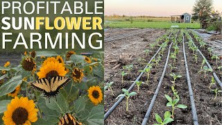 We Need To Grow 1,000s of Sunflowers!