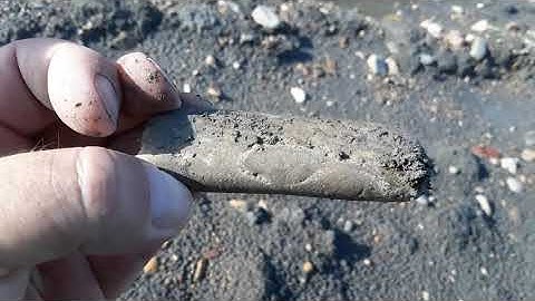 NSR  Late August Texas Fossils