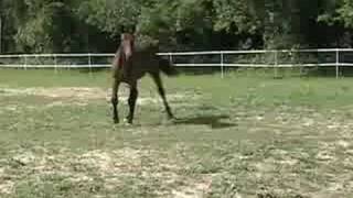 San Bella, Field, July 2008, Oldenburg, Sold