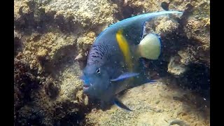 Diving Dubai - Jumeirah Sunset beach