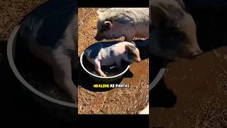 Babi healing nya main lumpur #shorts #babi #fypシ゚viral
