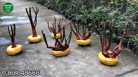 Hoa sim dáng bon sai tay cành nhiều bệ quái lùn lực