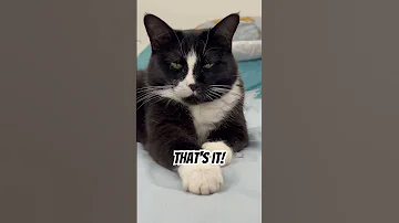 CAT THANK YOU FOR BEING MY FRIEND Cute Pets Funny Kitty Lovelycat Kitten Comedy Shorts 