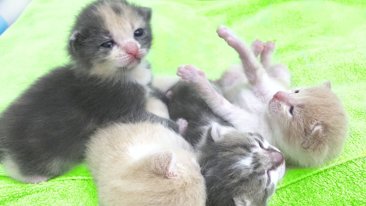 How fast the kittens are growing! The kittens are 2 weeks old YouTube