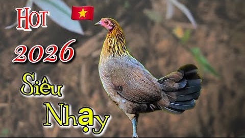 Tiếng gà mái rừng Kêu GỌI TRỐNG Chuẩn 100% 2026 ✅✅#garung #chicken #shorts 