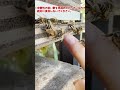 I Got A Question If I Put My Finger On The Entrance Of A Japanese Honeybee Hive Will I Get Stun I Got A Question If I Put My Finger On The Entrance Of A Japanese Honeybee Hive Will I Get Stun