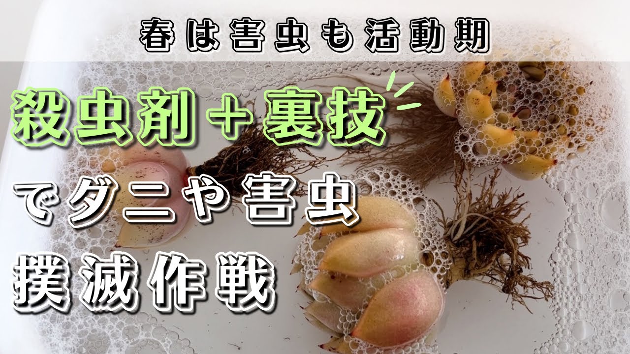 #219 殺虫剤ベニカが無効のハダニ被害苗を家庭にあるアレで処置する裏技やってみた【 多肉植物 / エケベリア 】