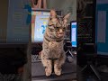 夜中のかまってパイセン #保護猫 #ジャミジャミ #cat