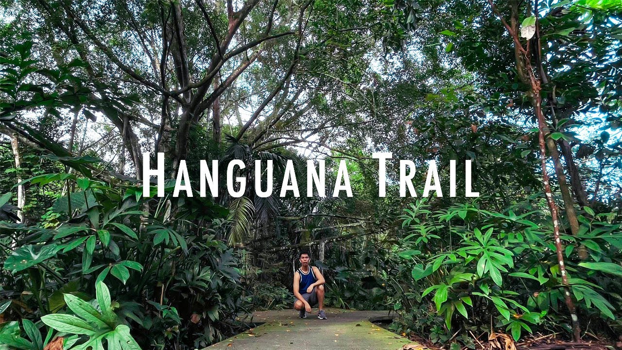 SINGAPORE PARKS - Hanguana Trail | Windsor Nature Park, Singapore