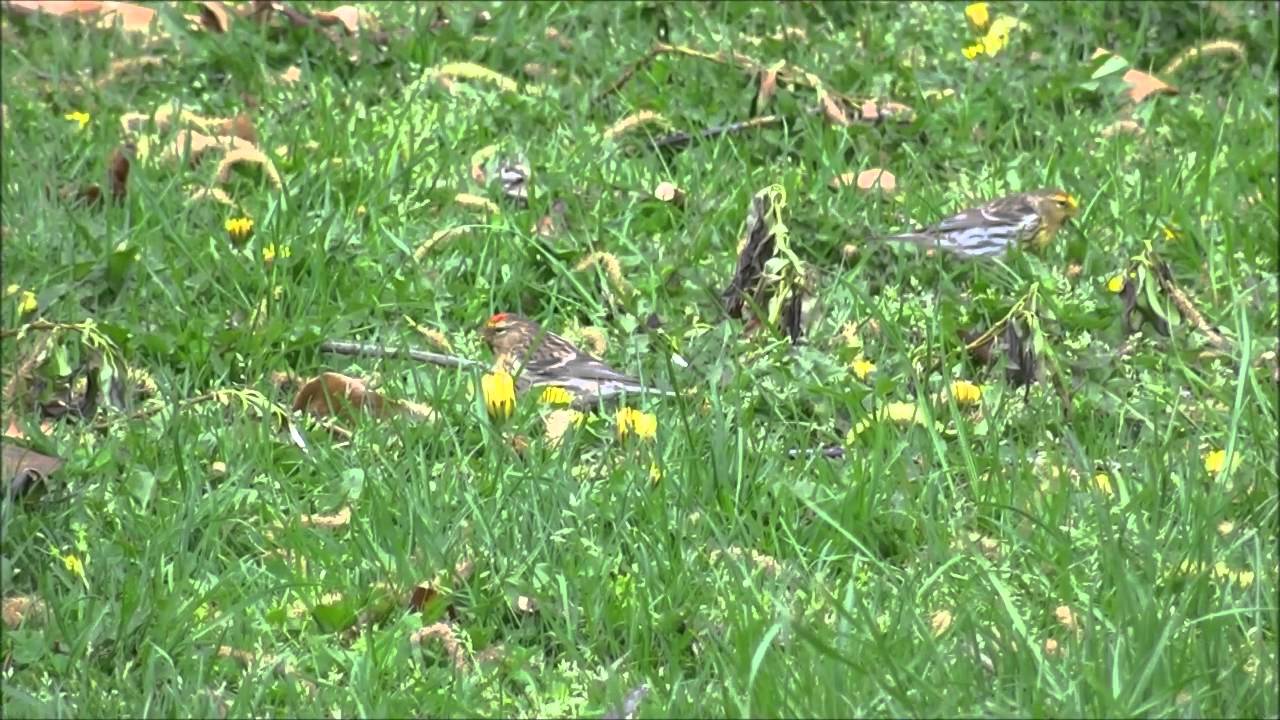Redpoll with Yellow in NZ? 