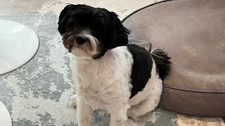 My Dog Licking My Leg Cause She Likes The Taste Of Lotion Watch Till The End I Make Her Disappear Youtube