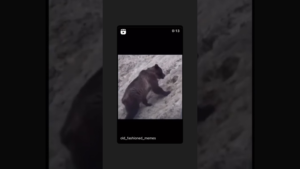 Guarda Bear falls off mountain su YouTube Guarda Bear falls off mountain su YouTube