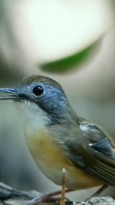 Pelanduk ekor pendek gacor