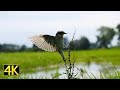 Im Revier der Braunkehlchen (Whinchat / Saxicola rubetra) [4K]