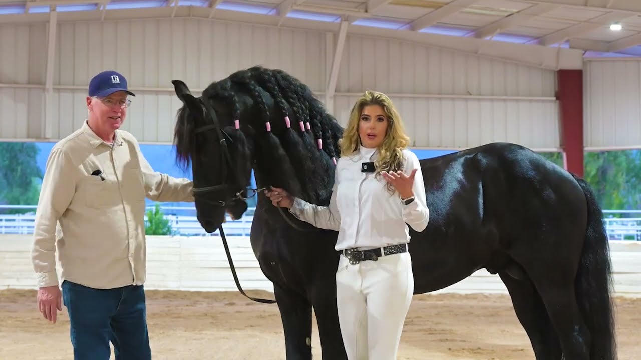 See Lord perform. This is what a champion Friesian looks like