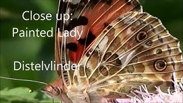 Close up: Painted Lady / Distelvlinder (Vanessa Cardui)