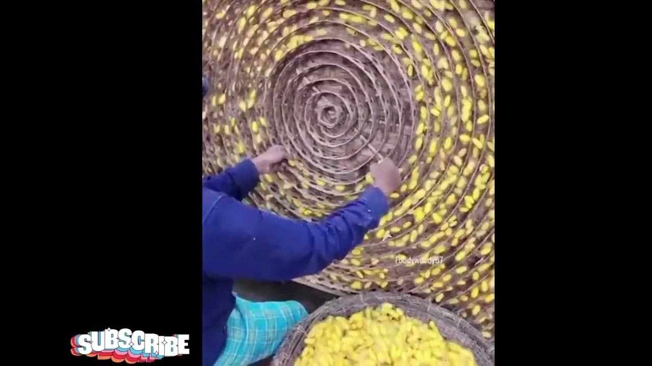 How Silk is made silk made from silkworm viralvideos best video
