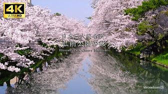エア花見用 桜の映像 4k と音楽 Youtube