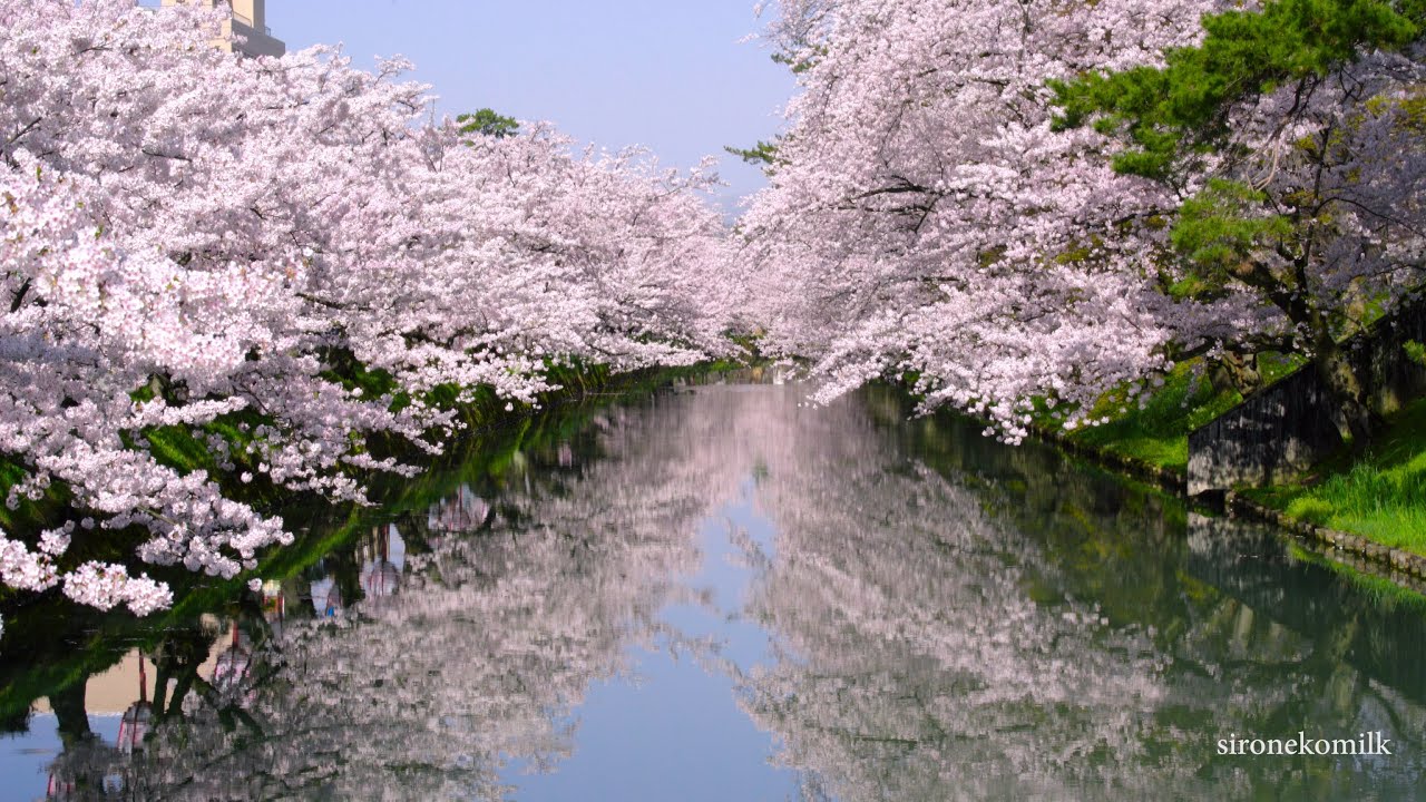 Beautiful Cherry Blossoms Hirosaki Park 感動するほど美しい桜の名所 弘前公園の風景と幻想的な夜桜ライトアップ Aomori Japan 4k Uhd Youtube