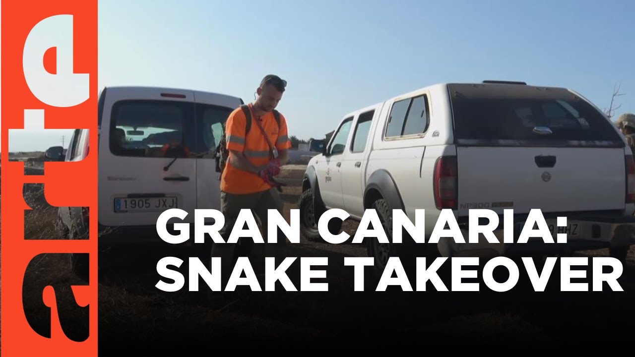 Snake Invasion in the Canaries | ARTE.tv Documentary