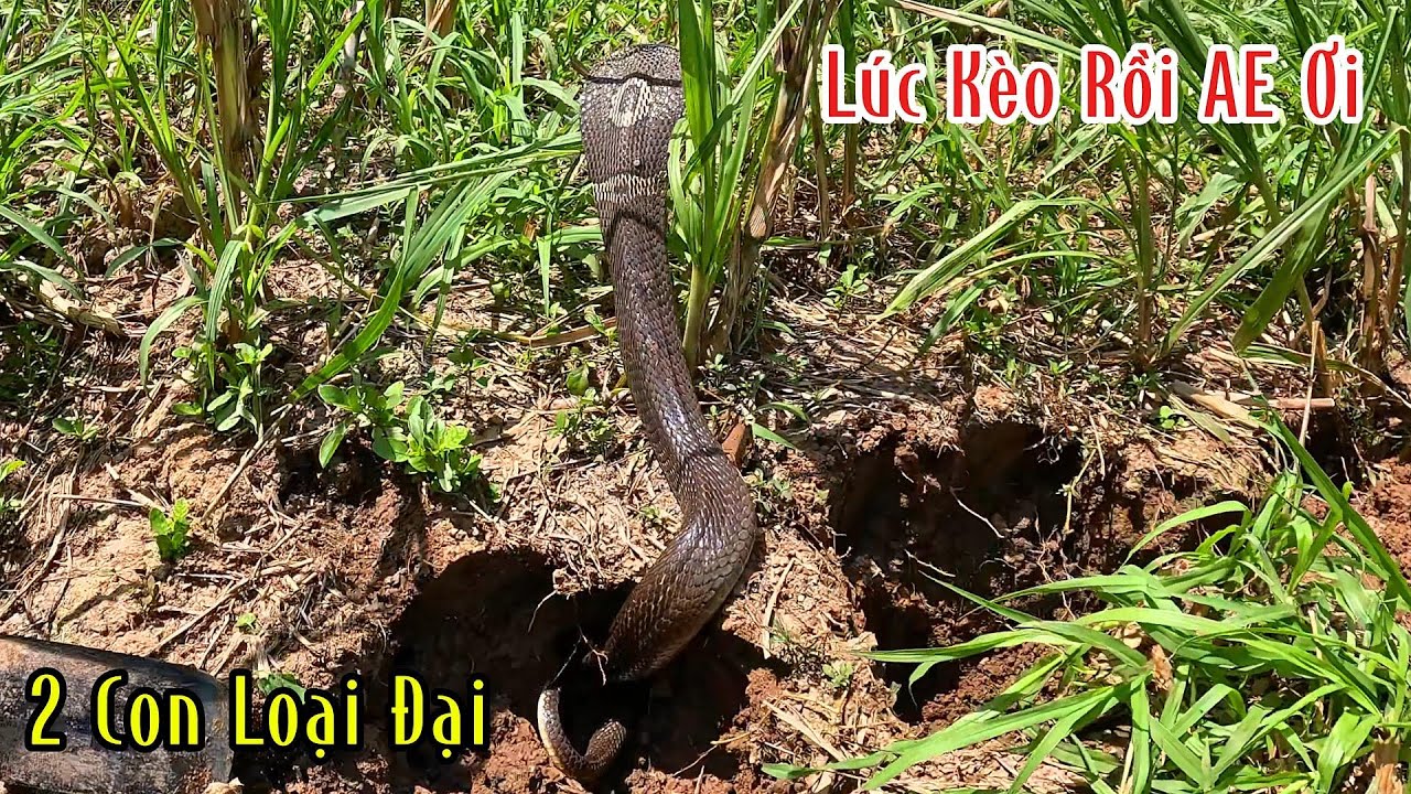 Mỗi Lần Gặp Anh Này Là Trúng Rắn Mang Về Không Nổi Luôn | Mười Thương SB