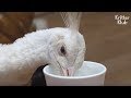 Not Even A Pet Dog Tastes Water In A Cup Like This Elegant White Peacock | Kritter Klub
