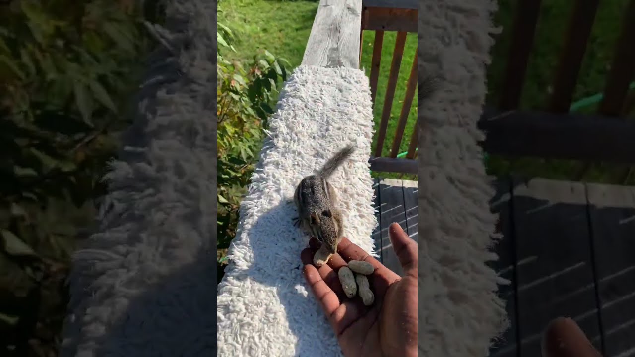 Cute Little CHIPMUNKS That Always VISITS Shorts Alvin Chipmunk