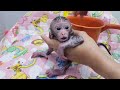 Newborn Baby Monkey Chiki Bathing Morning 😉
