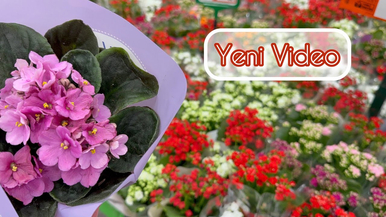 Markette Orkide,Dikenler Tacı, Kalonşolar, Menekşeler… #vlog #çiçek #sukulent#kaktüs #tavsiye