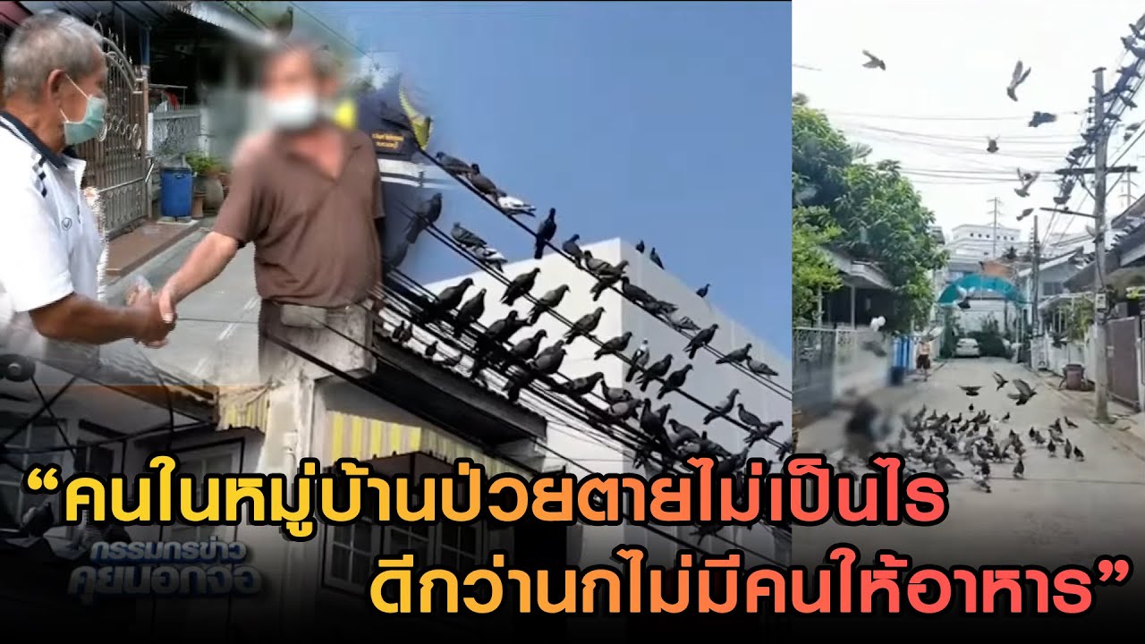เดือดร้อนทั้งซอย! ลุงหัวดื้ออ้างมีเมตตาให้อาหารนกพิราบ ฝุ่นคลุ้ง ขี้เต็มหลังคา