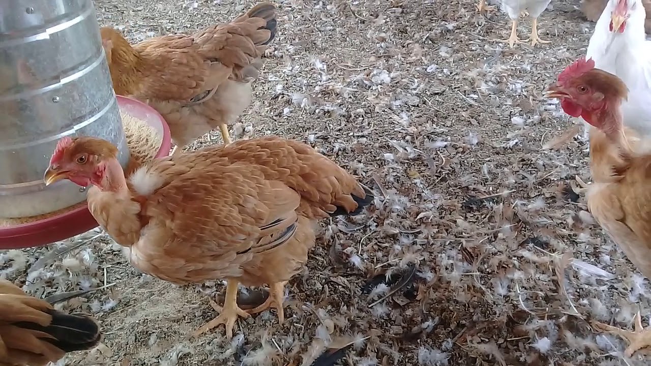 Quanto gastei e quanto lucrei com meus frango ?