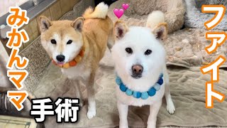 柴犬みかんママがつの手術をします