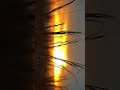 [Subscribe] Watch this will make your day and my too😁 #nature #sunset #relaxing #foryou #short #feed