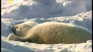 براري روسيا : القطب الشمالي