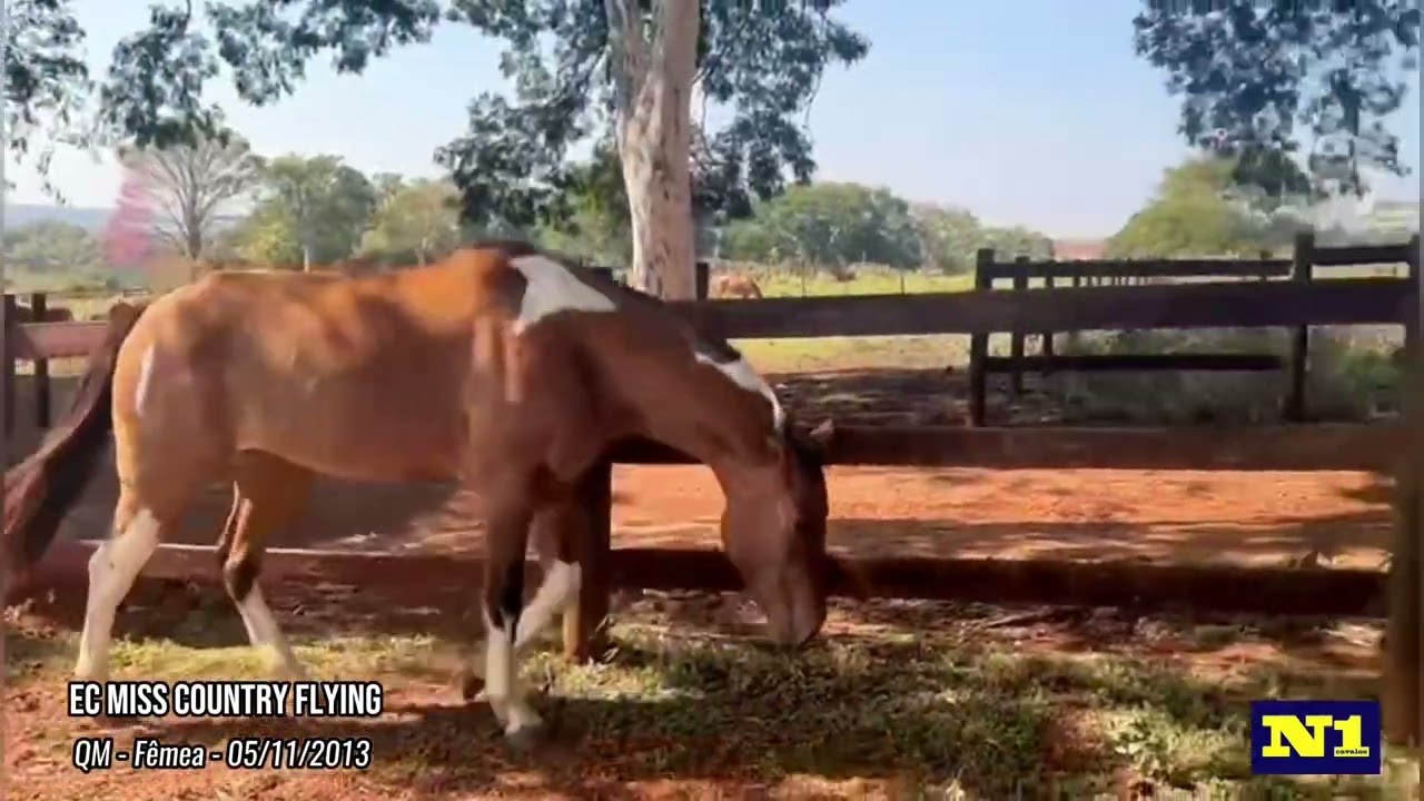 EC Miss Country Flying - égua paint horse a venda