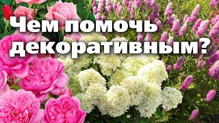 Декоративные Растения Весной. Самые Первые И Важные Действия