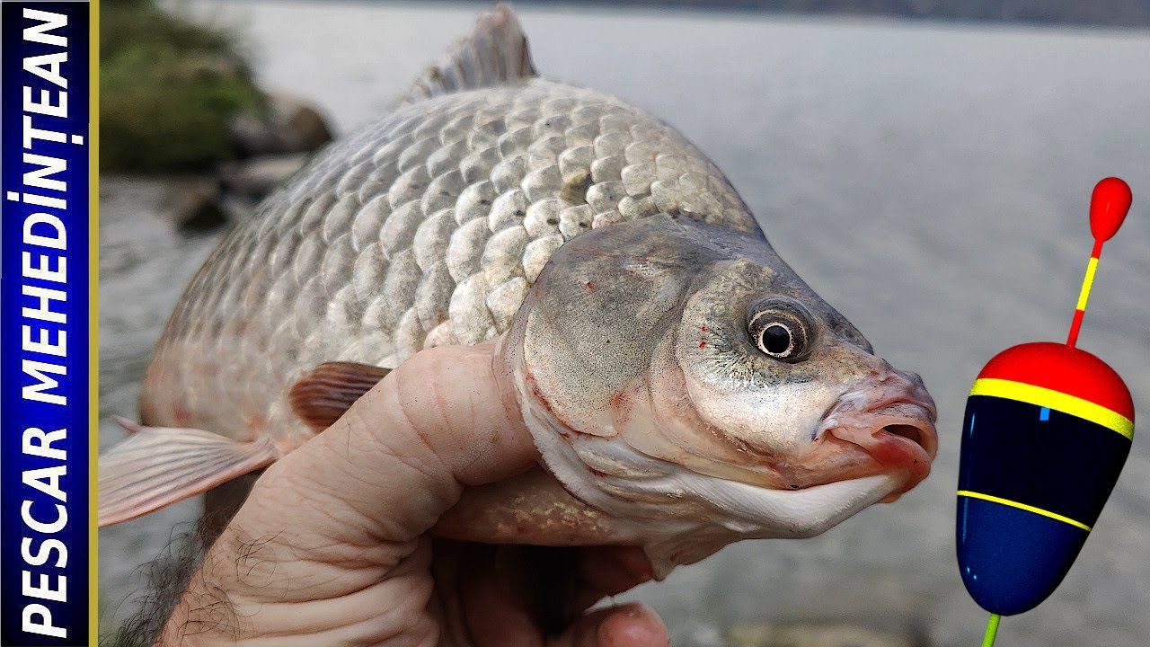 Pescuit pe Clisura Dunării. Svinița. 30/SEP/2025