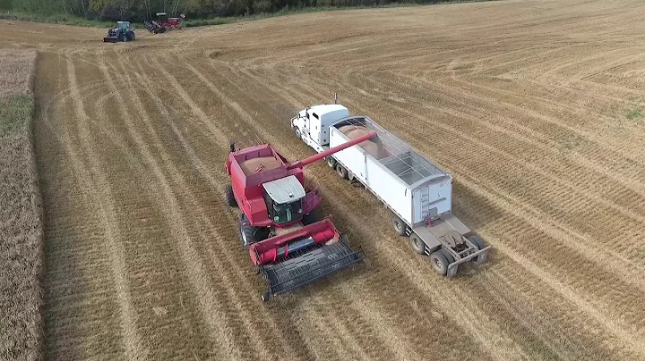 Wheat harvest Kowalchuk Farms Rumsey