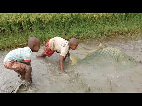 amazing hand fishing video - cute boys catching fish by hand in mud ...