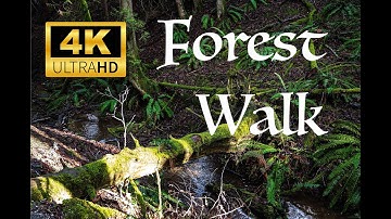A Serene Walk in the Forest | Escape to the Sunny Forest 4K