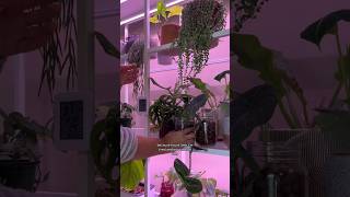 A little rant about growing plants in Leca #plantcare #semihydroponics #plantlovers