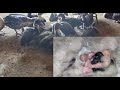 والله وتعبتني يا بط لو وصلت لآخر الفيديو وشفت الارانب حط والله وتعبتني يا بط لو وصلت لآخر الفيديو وشفت الارانب حط
