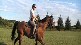Flatwork ( this is before all the jumping..LOL )