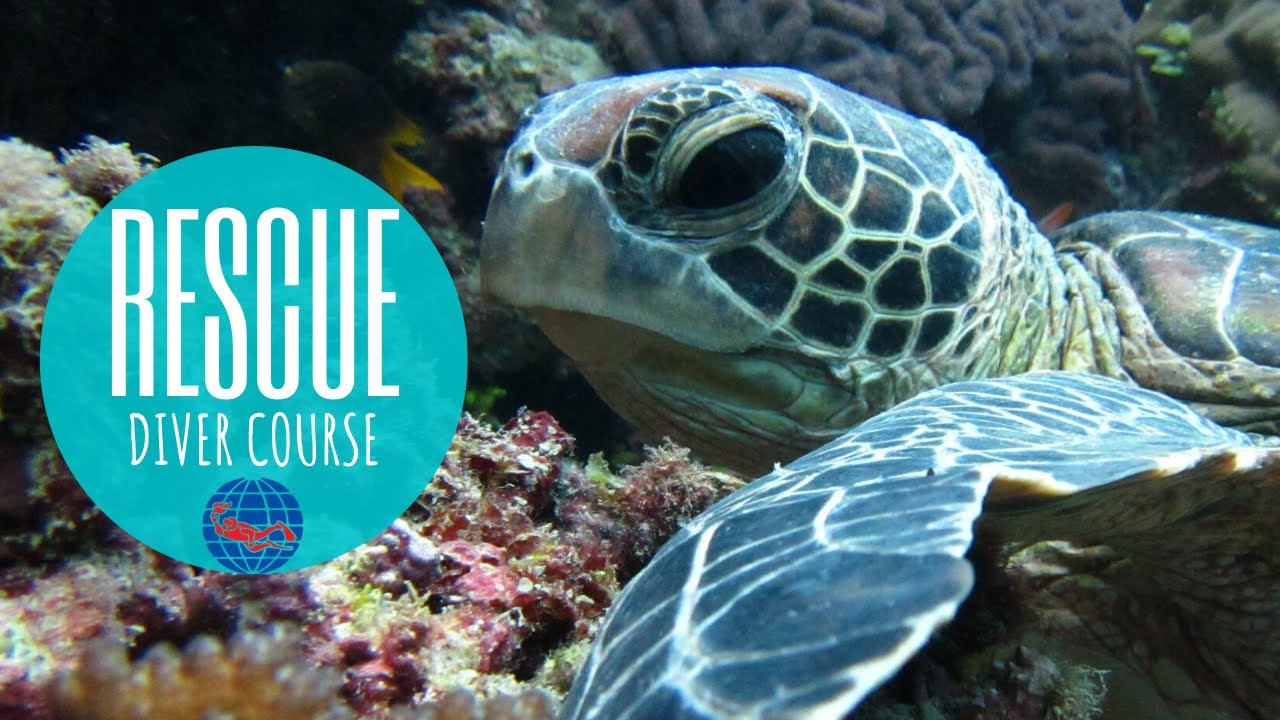 What To Expect From The PADI Rescue Diver Course